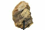 Dinosaur (Triceratops) Frill Shield Section w/ Stand - South Dakota #378594-5